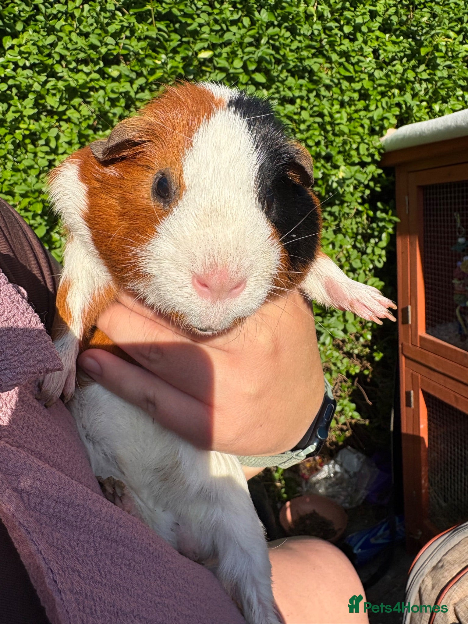 Guinea Pig rodents Guinea pigs looking for amazing forever homes - Advert 16