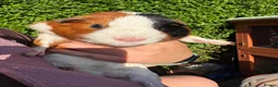 Guinea Pig rodents for sale: Male Guinea pigs looking for amazing forever homes - Advert 2