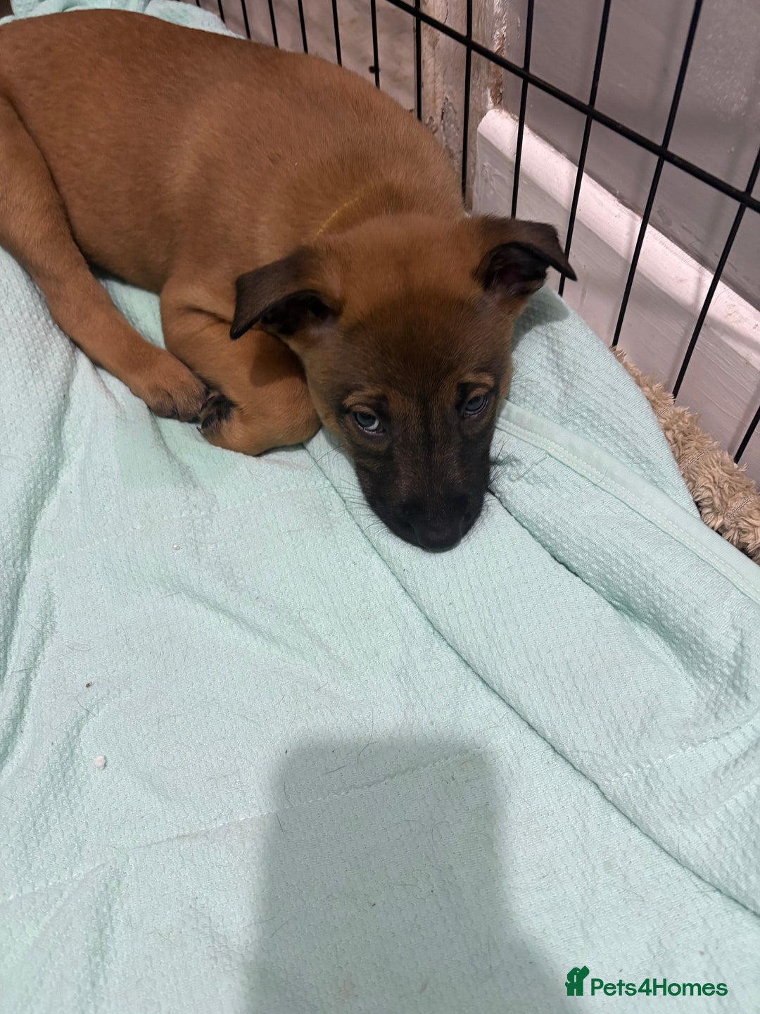 Mixed Breed dogs for sale: Belgian mali cross bullgreyhound PUPPIES  - Advert 21