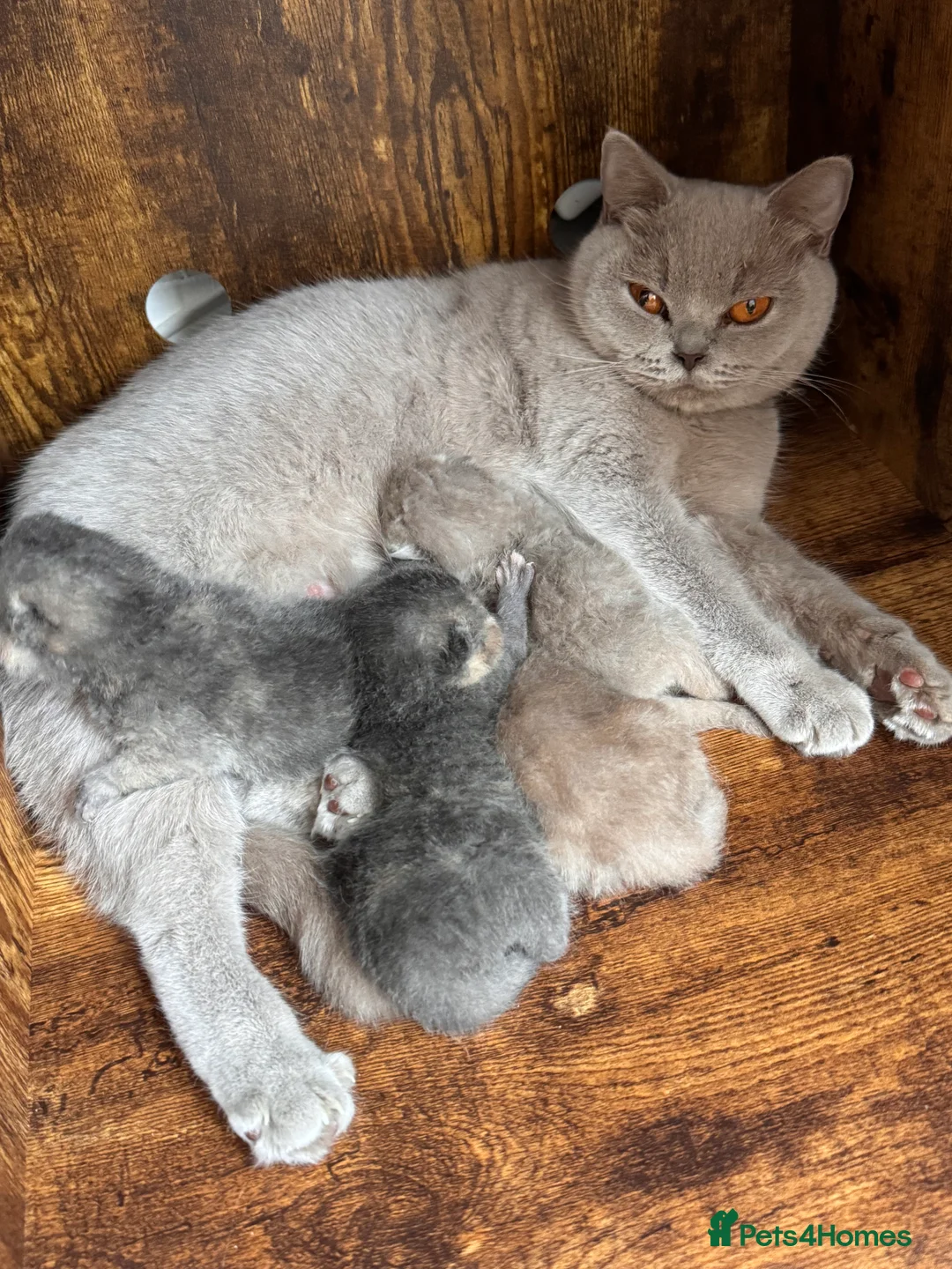 British Shorthair cats for stud: GCCF Active BSH Cream/Ginger ColourPointed  in London - Advert 5