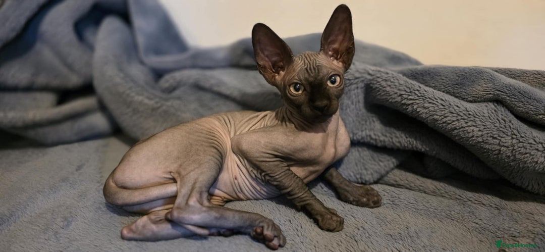 Sphynx cats for sale: Sphynx Kitten Ready for a Rehome! Millie Brooks - Image 5
