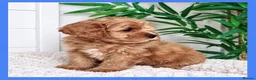 Cavapoo dogs for sale: Gorgeous cavapoo puppies from DNA tested parents - Advert 26