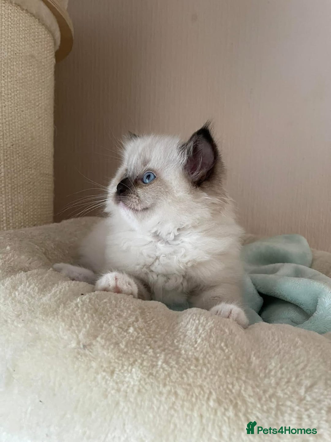 Ragdoll cats for sale: Beautiful Ragdoll Kittens - Image 5