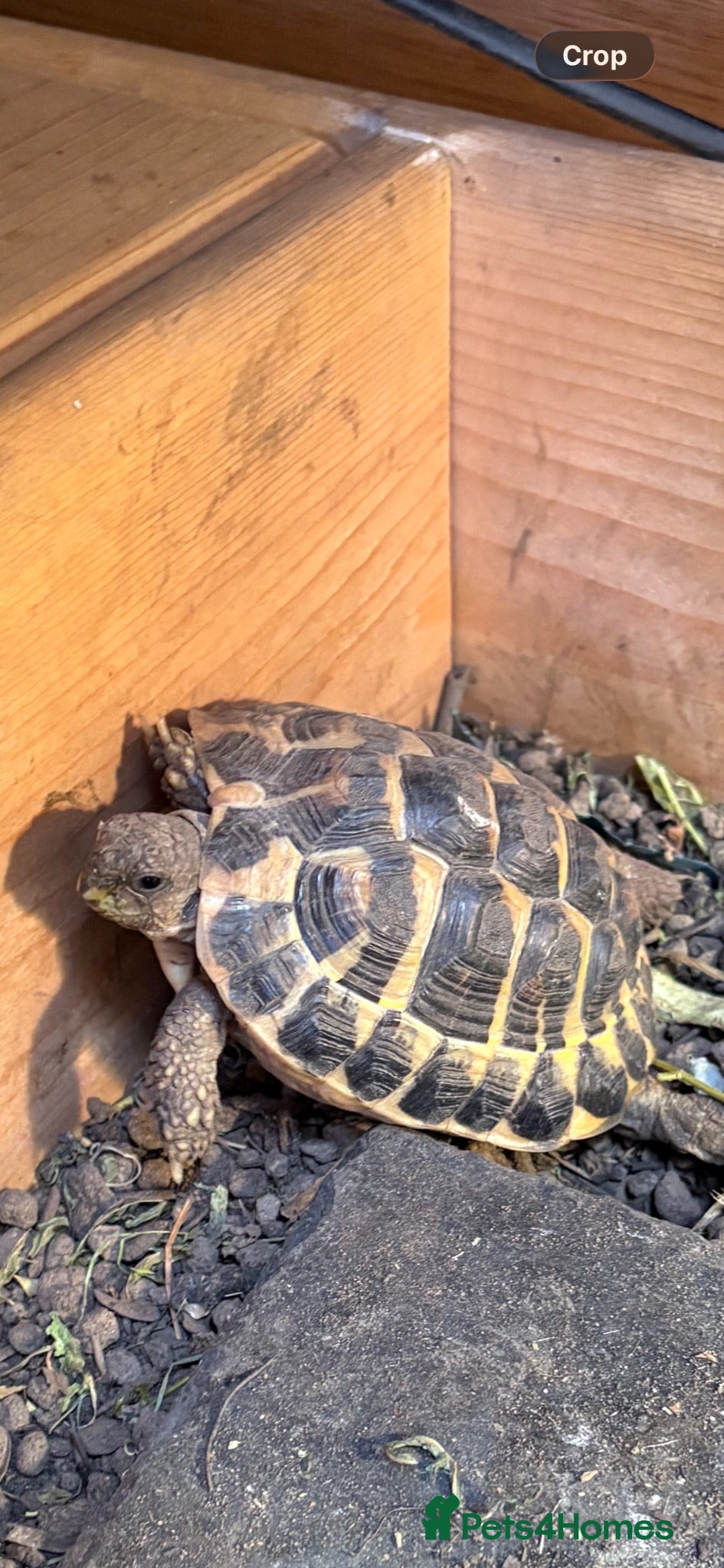 Tortoise reptiles 2 Female Tortoise - Advert 1