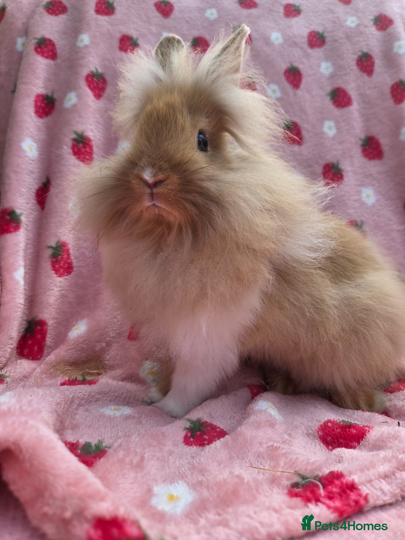 Mini Lop rabbits Mini lion lop boy 10 weeks - Advert 1