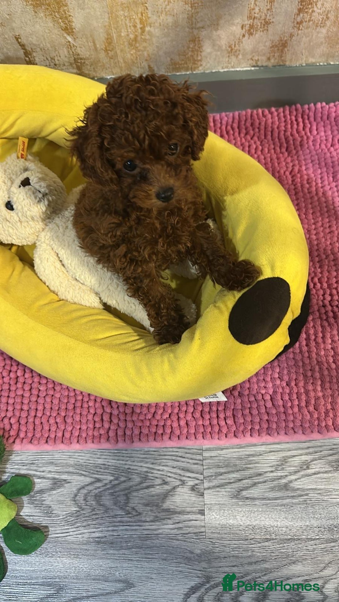 Poodle dogs for sale: Stunning Asian poodle for sale 🤩 - Advert 1