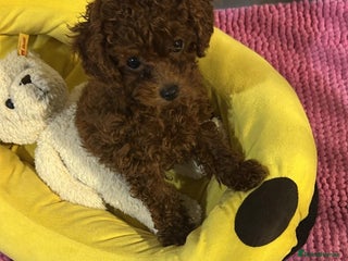 Poodle dogs Stunning Asian poodle for sale 🤩 - Advert 7