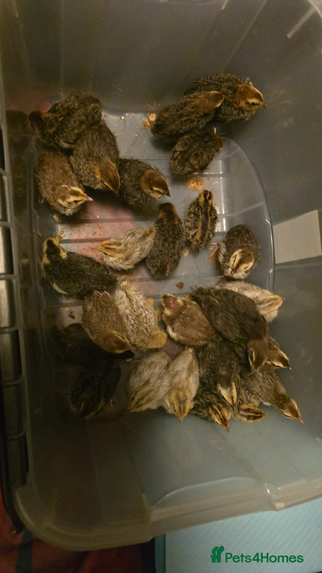 Chickens poultry for sale: Beautiful pekin batams - READY TO GO - Advert 6