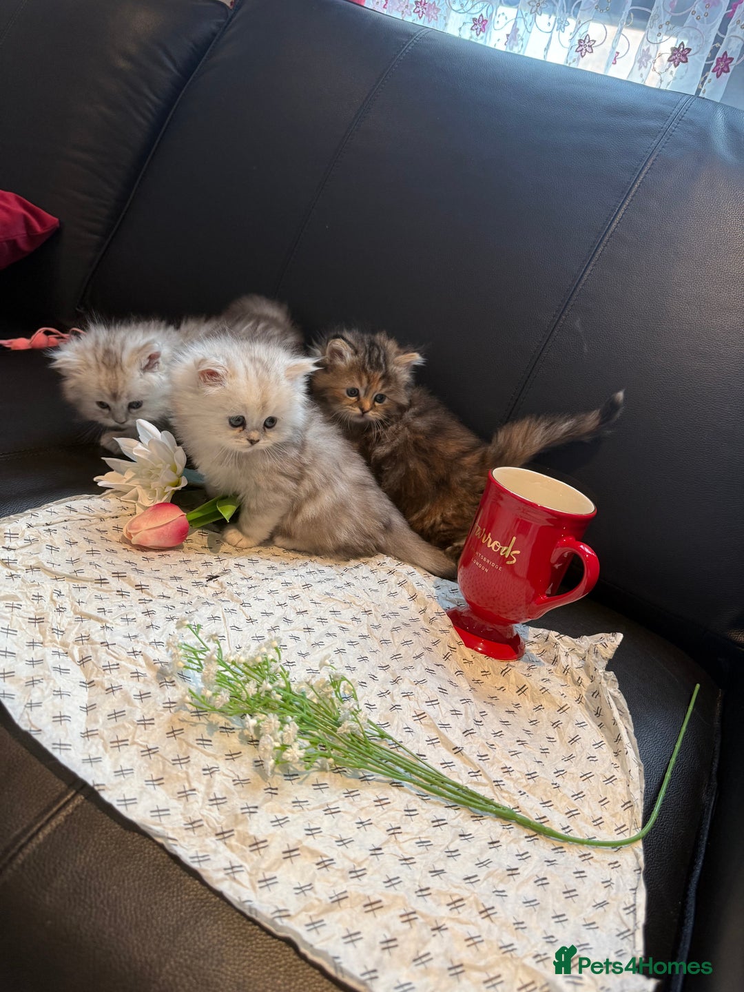 Ragdoll cats for sale: 🐾Fluffy Little Dreamers Are Here!🐈 - Image 13