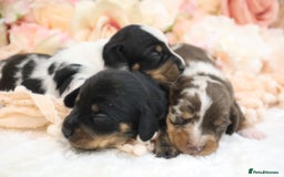 Miniature Dachshund dogs for sale: KC Miniature Dachshund Puppies - Image 16
