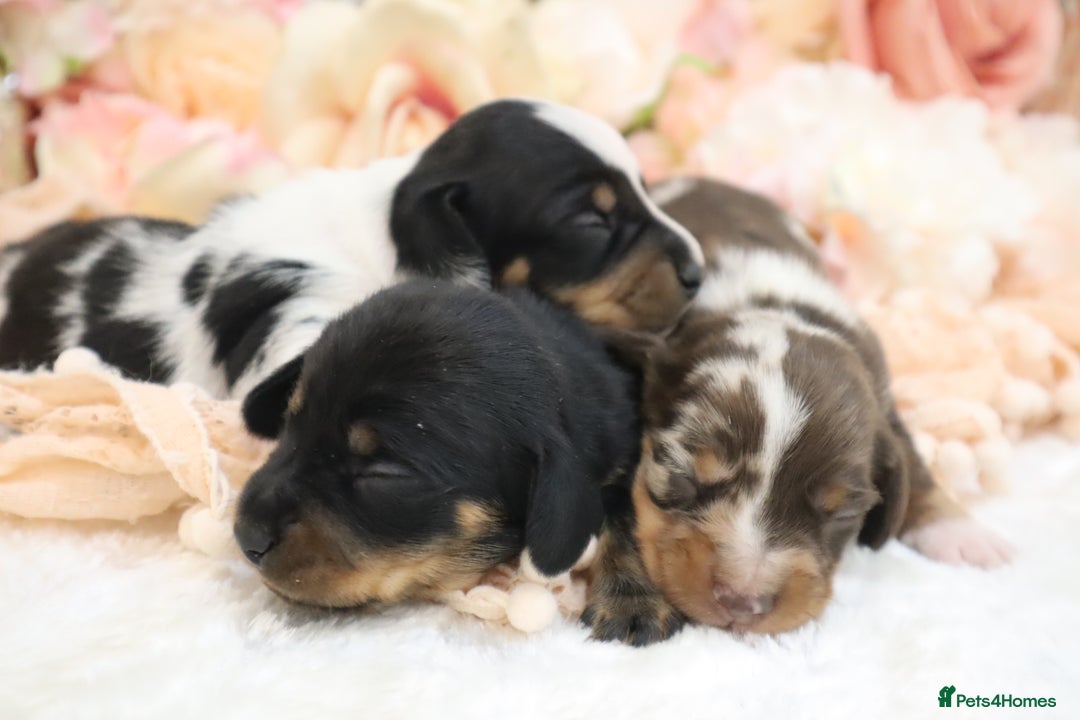 Miniature Dachshund dogs for sale: KC Miniature Dachshund Puppies - Image 16
