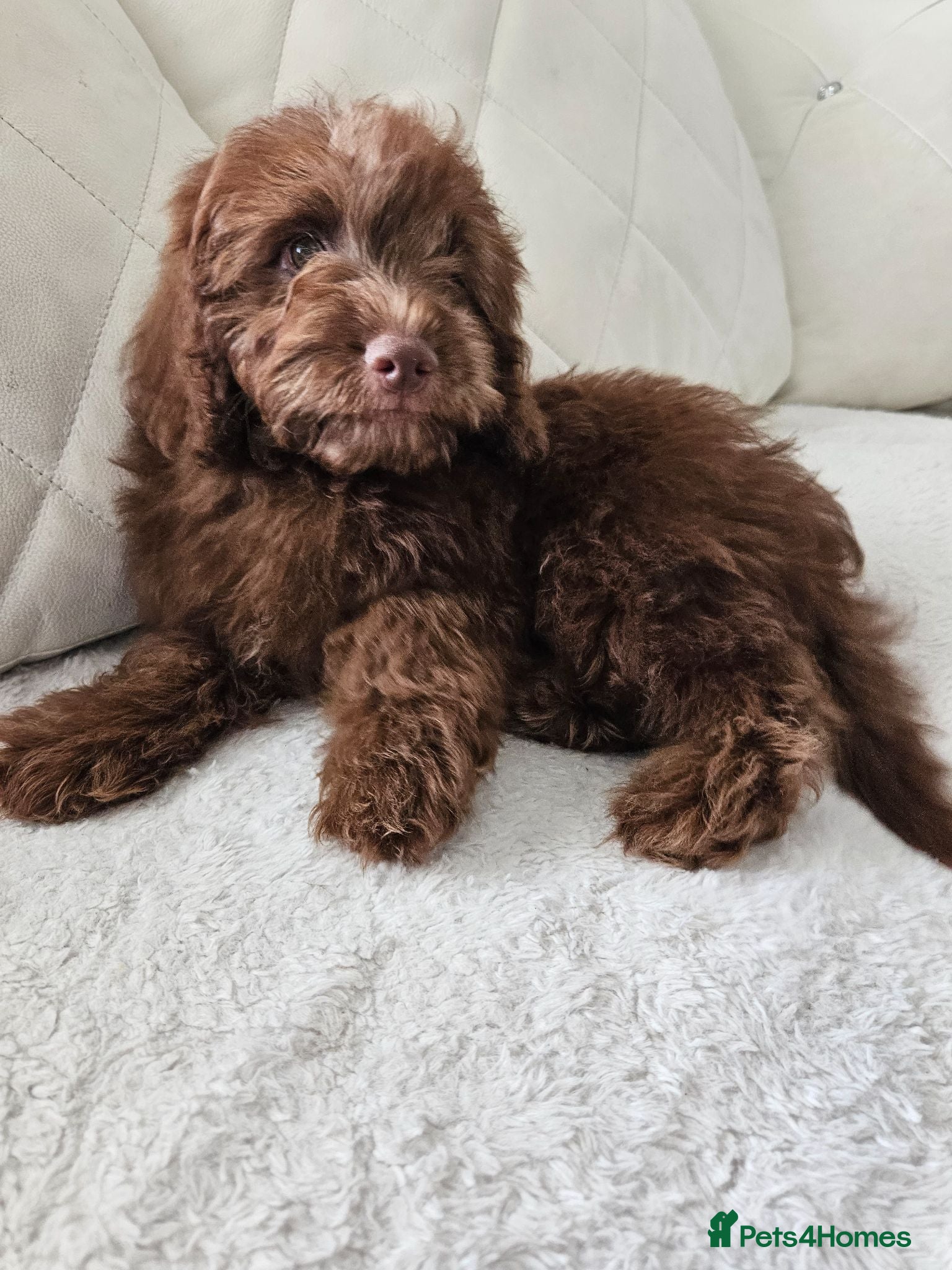 Cavapoo dogs LAST CHOCOLATE BOY READY NOW 🐾 🐾 - Advert 6
