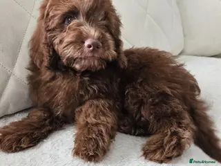 Cavapoo dogs LAST CHOCOLATE BOY READY NOW 🐾 🐾 - Advert 6