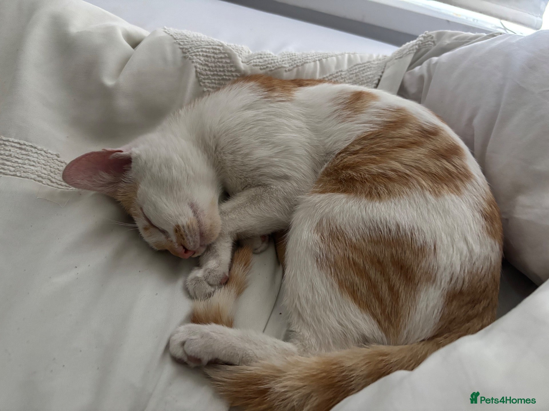 Mixed Breed cats Cat tabby - Advert 7