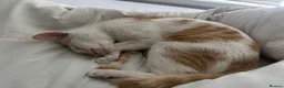 Mixed Breed cats for sale: Cat tabby - Advert 1