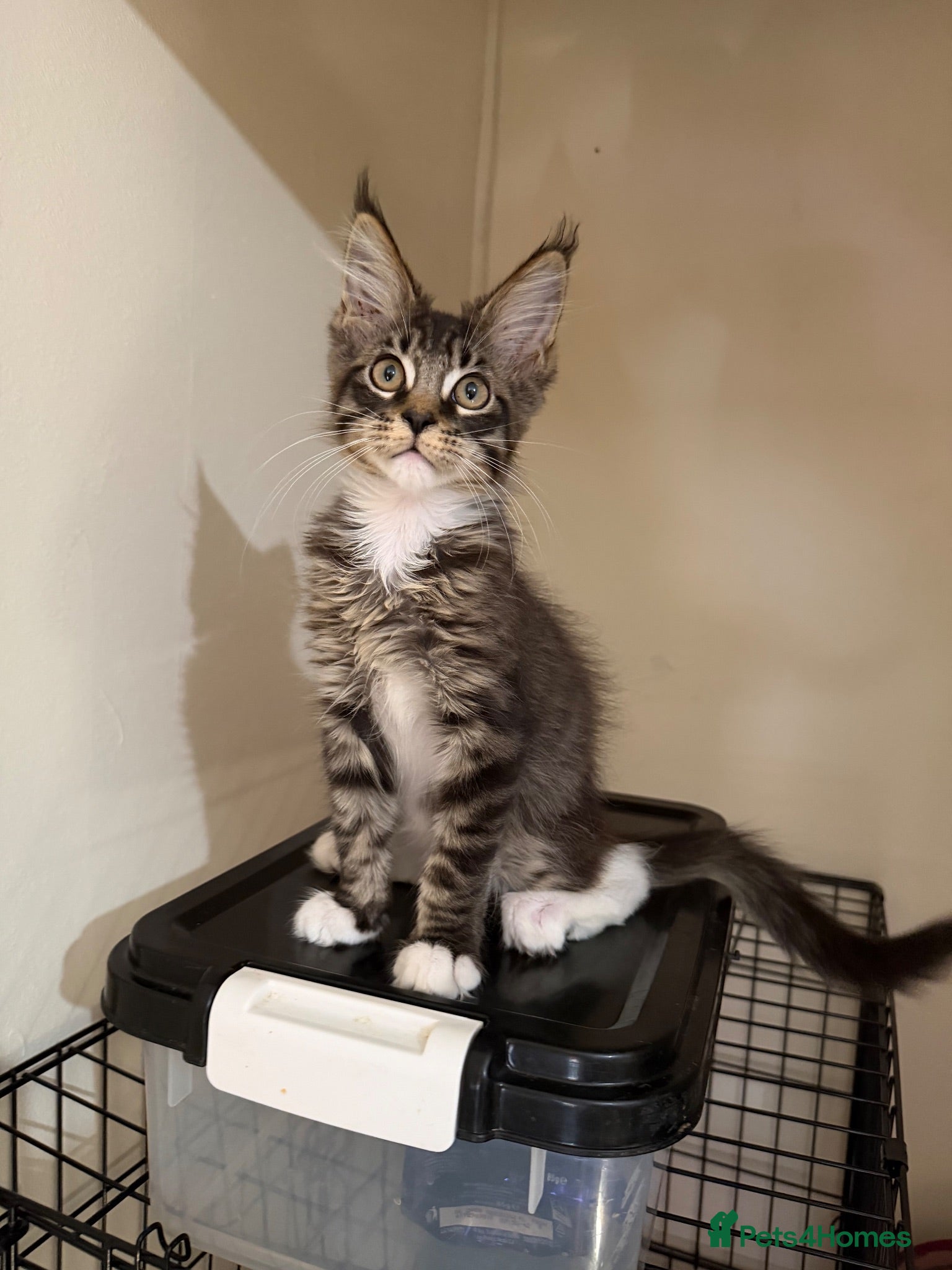 Maine Coon cats Maincoon  - Advert 8