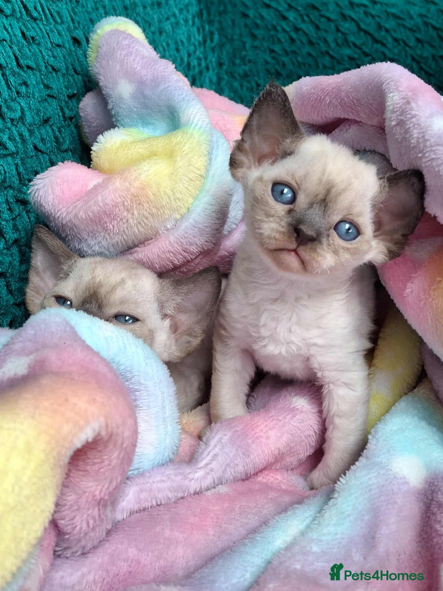 Devon Rex cats Devon Rex Kittens – FIFe Registered Pedigree - Advert 1