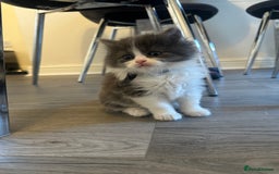 Ragdoll cats for sale: Reserved - Image 7