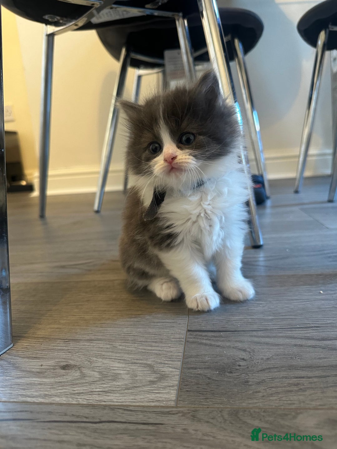 Ragdoll cats for sale: Reserved - Image 7
