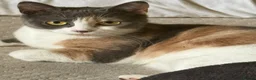 Mixed Breed cats for sale: ralph  - Advert 2