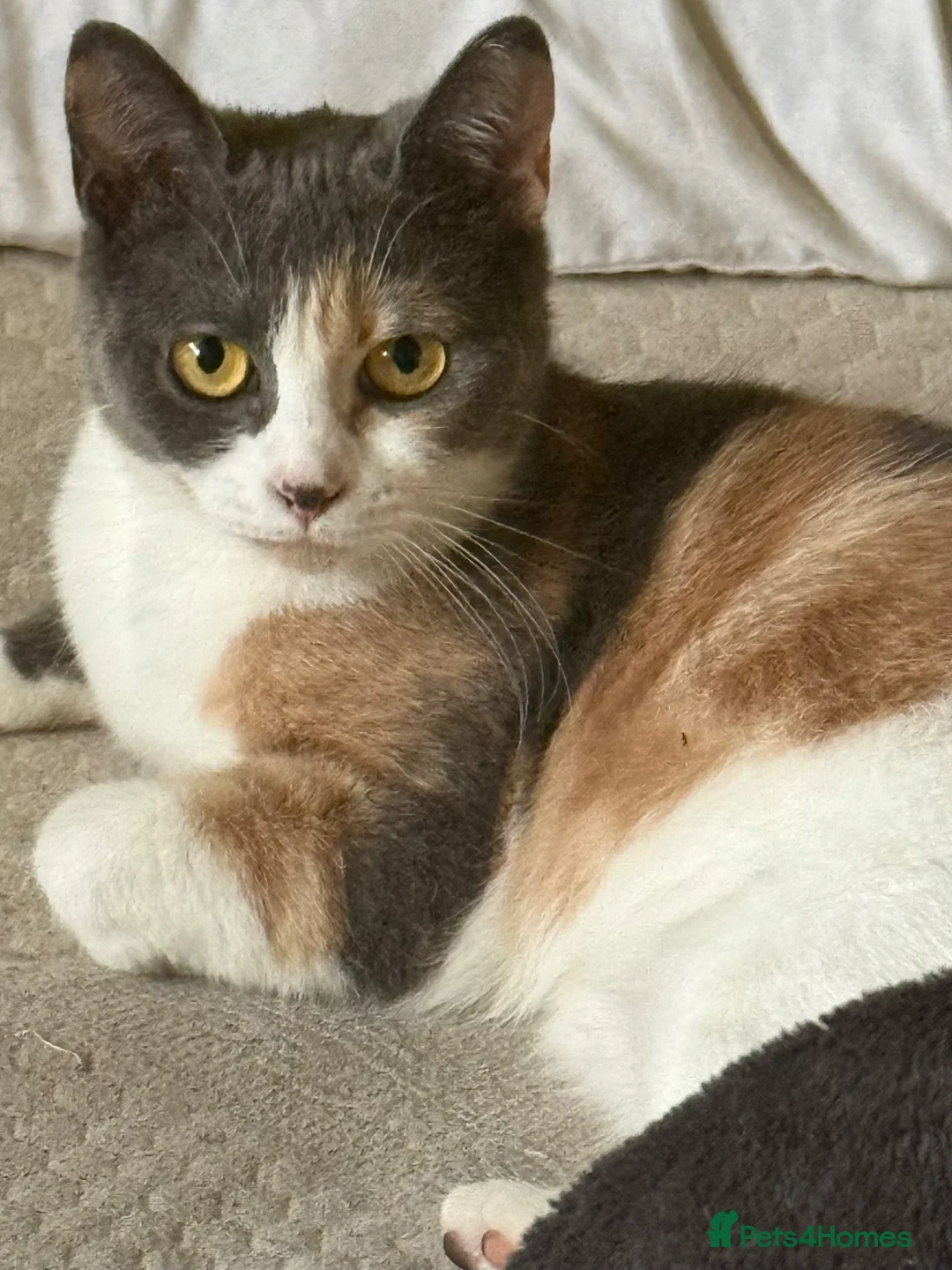 Mixed Breed cats for sale: ralph  - Advert 2