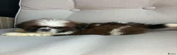 Shih Tzu dogs for sale: Shih Tzu boy  - Advert 2
