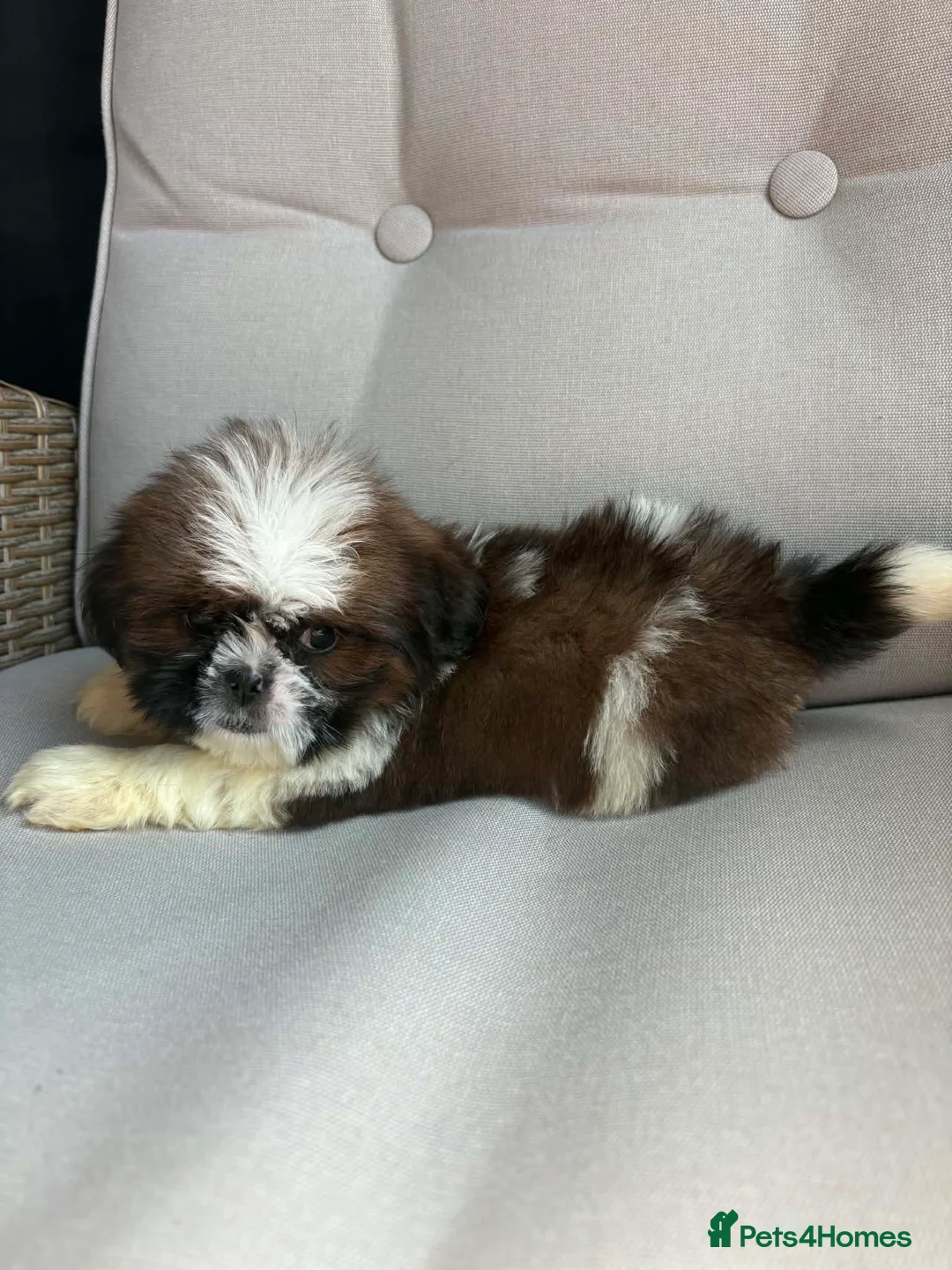 Shih Tzu dogs for sale: Shih Tzu boy  - Advert 2