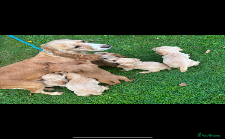 Cocker Spaniel dogs - Advert 8