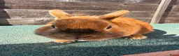 Giant Papillon rabbits for sale: continental giant , minilop , netherland draft - Advert 33