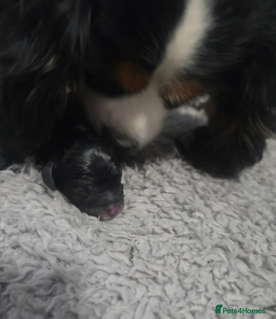 Cavapoo dogs for sale: 🩷🩵SMALL TOY🐶CAVAPOO PUPS🐶HEALTH DNA TESTED🩵🩷 - Advert 23