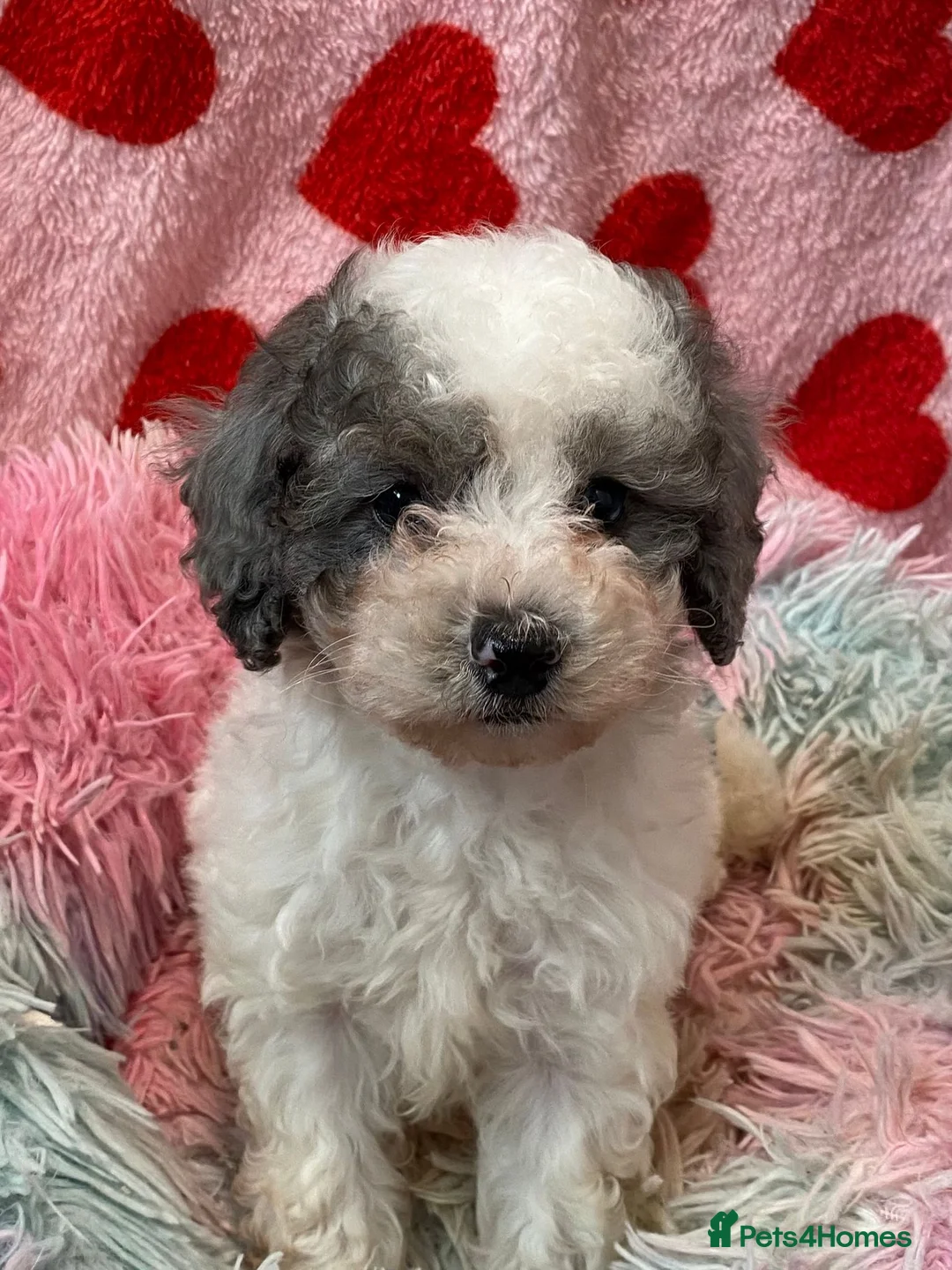 Cavapoo dogs for sale: Beautiful cavapoo puppies ready now - Advert 11