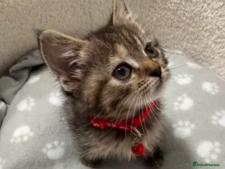 Mixed Breed cats 🐾 Adorable Kittens - Advert 1