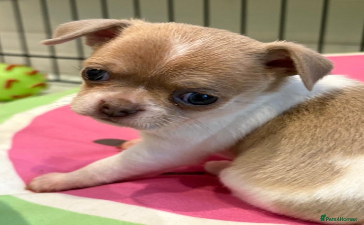 Chihuahua dogs - Advert 1