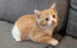 Mixed Breed cats for sale: Kitten for sale , ready to go asap  - Image 5