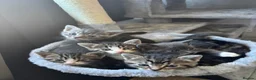 Mixed Breed cats for sale: 3 Beautiful Kittens 1 Grey 2 Tabby Ready for Home in London - Advert 1