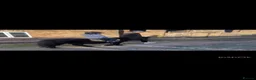 Shetland pony horses for sale: Perfect Shetland Pony - Advert 2