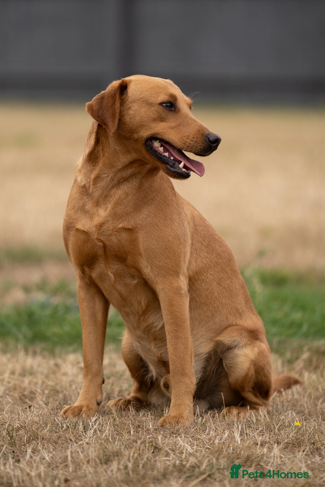Labrador Retriever dogs for stud: Handsome KC Reg Fox Red Labrador Stud in March - Image 1