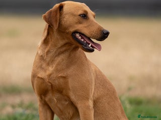 Labrador Retriever dogs in March - Advert 30
