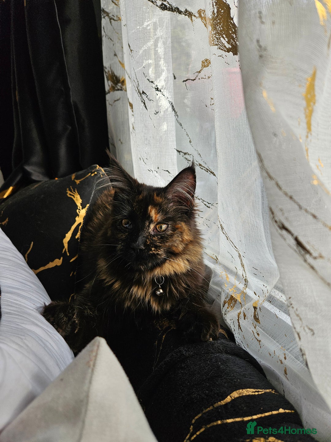 Maine Coon cats for sale: Maine coon  - Image 3