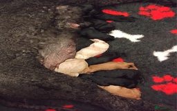 Standard Poodle dogs for sale: Beautiful KC Reg Standard Poodle Puppies - Image 1