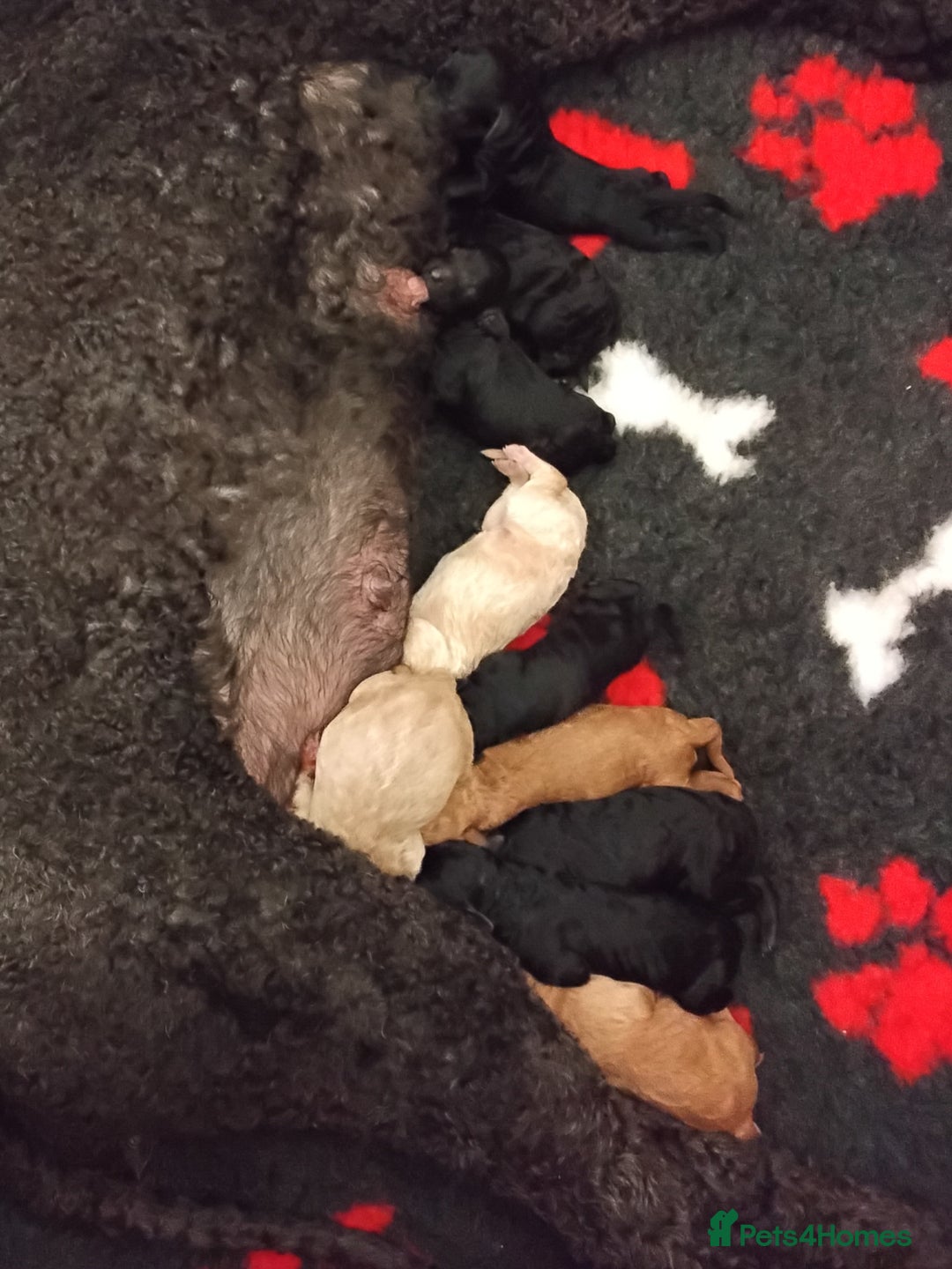 Standard Poodle dogs for sale: Beautiful KC Reg Standard Poodle Puppies - Image 1