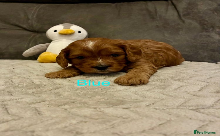 Cavapoo dogs Cavapoo puppies - Advert 3
