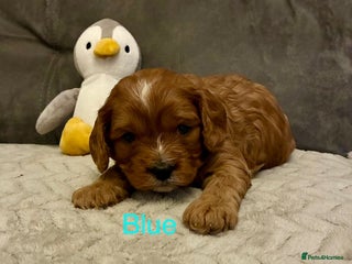 Cavapoo dogs Cavapoo puppies - Advert 16