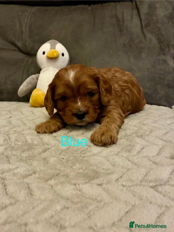 Cavapoo dogs Cavapoo puppies - Advert 3