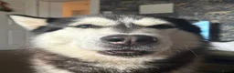 Siberian Husky dogs for stud: Siberian husky for stud in Edinburgh - Advert 4