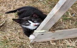 Mixed Breed cats for sale: 2 kittens to give away - Image 4