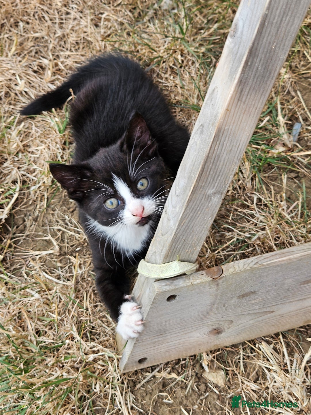 Mixed Breed cats for sale: 2 kittens to give away - Image 4