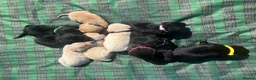Labrador Retriever dogs for sale: Stunning Black and Yellow Labrador Pups Available - Advert 5