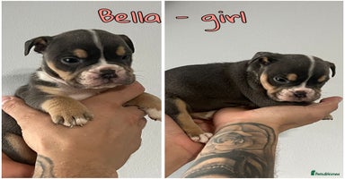 Olde English Bulldogge dogs - Advert 2