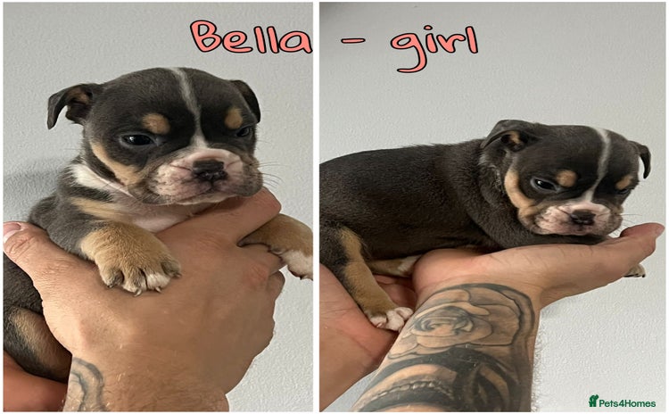 Olde English Bulldogge dogs - Advert 7